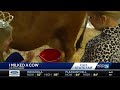 Iowa State Fair cow-milking experience returns