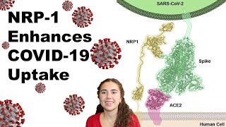 COVID-19 Uptake is Enhanced by NRP-1