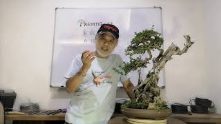 Premna Bonsai care and styling