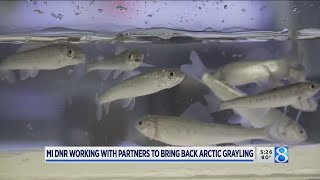 MI DNR working with partners to bring back Arctic Grayling