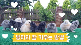 병아리잘키우는방법,병아리건강하게키우는법,병아리사육조건#silkie#chicken