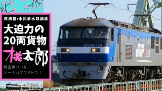 新金線・大迫力の20両貨物列車・桃太郎ー2022年中川放水路橋梁（きょうりょう）