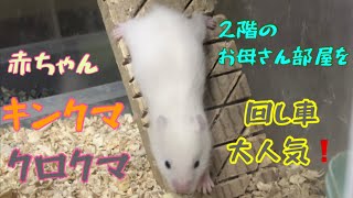 キンクマ　クロクマ　の赤ちゃん！　生後18日目❗️ お母さんの部屋が…😁　#hamster