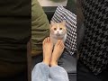 男人果然靠不住 想分了 小奶猫的成长日记 谁能拒绝傻憨憨的小猫咪 小咪会赶走你一天的疲惫