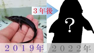 【豊根村】チョウザメを３年半飼育した結果！？