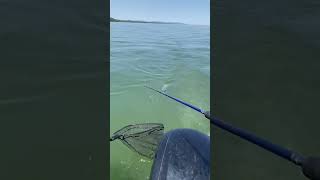 Chunky Lake Champlain Steelhead. may’23