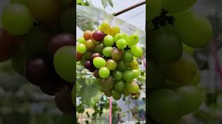 Veraison atau fase pematangan buah anggur. #anggur #anggurimport #anggurmerah #anggurmajalengka