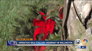 Operation Wild Stallion underway in Wellington