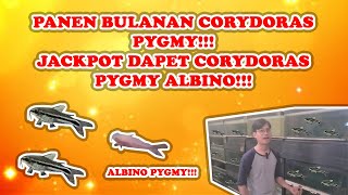 JACKPOT DAPET CORYDORAS PYGMY ALBINO! PANEN CORYDORAS PYGMY BULANAN DI FARM! CORY TERKECIL DI DUNIA!