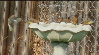 Critter Cam Cameos: Cedar Waxwings gather in birdbath