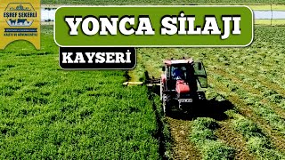 Kayseri'de Yonca Silajı #Yonca #Silaj #Kayseri