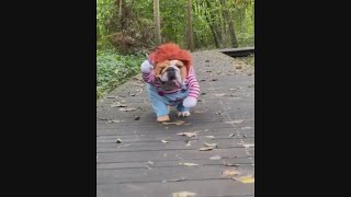 Amazing Chucky Dog Costume - @kingmajesty_and_princessrose