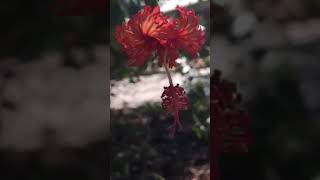 Spider Hibiscus (Hibiscus schizopetalus)