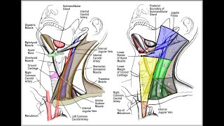 Cervical Lymph Node Levels in 5 minutes