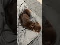 眠いけど嬉しい…🐣🐣 shorts アニマル チワワ chihuahua いぬ 犬 dog ペット かわいい犬 animals