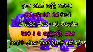 නිල් කටරොළු මල් වගාව සහ මල් වියලීම