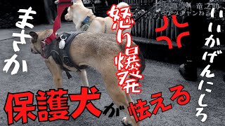 元保護犬が怯える目の前でまさか？お父さんが激怒！大失敗の理由に竜之助「・・・」無言に、