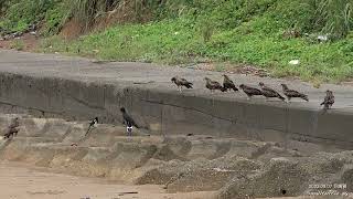 巨嘴鴉 2023.09.07 黑鳶