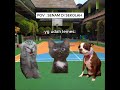 kalian nomor berapa?wkwk #masukberanda #fypシ゚viral #youtube #foyoupage #youtubeshorts #memes #kucing