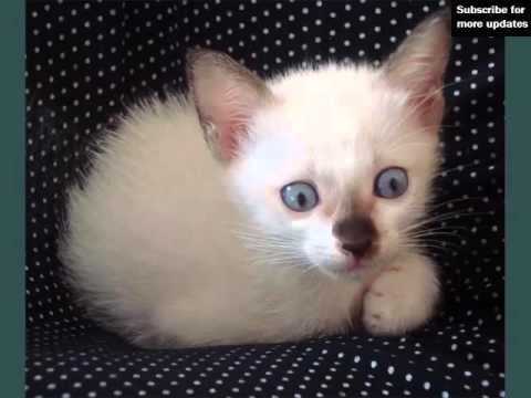 White Burmese Kittens | Picture Ideas Of Cats White Burmese Kittens | Picture Ideas Of Cats