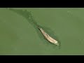 Toxic algae bloom threatens Florida waters