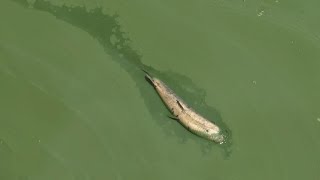 Toxic algae bloom threatens Florida waters