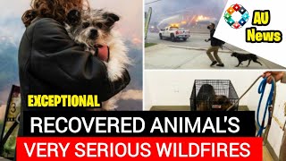 Rescue teams save hundreds of animals from the devastating Los Angeles wildfires