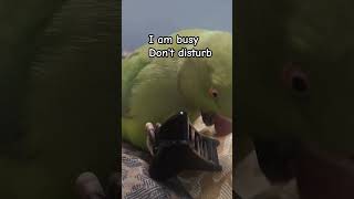 #nature #naturelover #birds #reels #trending #shortsviral