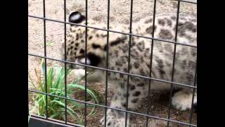 草で遊ぶ　ユキヒョウの赤ちゃん　Snow Leopard　円山動物園