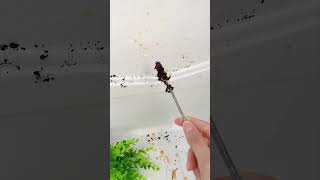 家里冰箱结冰积水又异味，是排水口堵了，用冰箱疏通器#冰箱疏通器