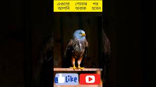 বাজ পাখির অবাক করা একটি বিষয়|kite bird amazing information|#kite #kitebird #shortvideo বাজপাখি