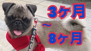 犬 3ヶ月～8ヶ月の成長 パグ