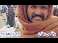 5 january 2025 saturday bakra mandi dera ghazi khan latest new video of at shahzaib goat farm