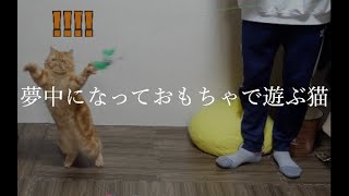 夢中になっておもちゃで遊ぶエキゾチックショートヘア　like playing with my cat.