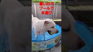 今日は、暑いのでプールで水遊び～💕