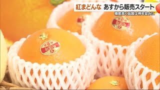 糖度の高い「立派な“紅まどんな”」１６日の販売開始前にJAが松山市の県庁で今季の出来を報告【愛媛】 (24/11/15 19:04)