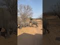 アフリカのサファリは圧巻の景色だった 🇿🇲