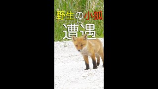 野生の子狐の兄弟に遭遇！！ #Shorts #キタキツネ #北海道