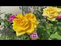 【つるばら】ど根性ばら　満開　＃薔薇　 ローズ