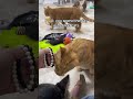 These blind cats are the sweetest!! 💕💕