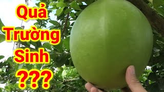 Quả Đào Tiên, quả Trường Sinh - Công dụng và cách dùng đúng nhất - Những lưu ý khi dùng Đào Tiên.