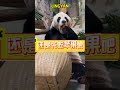 灵岩苹果还是甘蔗，第一次在熊猫脸上看出了纠结 #panda #funny #cute #animals #cutepanda #pets #zoo #memes #love #comedy