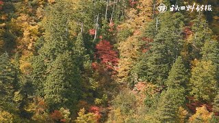 釣瓶落峠の紅葉鮮やか、藤里町