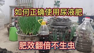 尿液肥這樣使用才正確，肥效能提升好幾倍，大家別再直接使用了