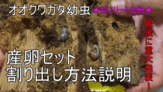 【オオクワガタ幼虫の割り出し】大量32匹！基本的な方法や時期、注意点について解説！