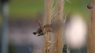 Old World Sparrows: The Secret Life of Old World Sparrows || A Journey Through Time and Nature.