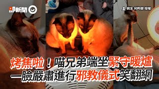 暹羅貓兄弟緊守暖爐前！表情嚴肅 臉都烤焦啦🤣｜寵物動物｜貓咪｜虎斑貓｜米克斯