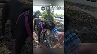 Florida Woman Arrested After Officers Rescue Puppy Left in Hot Car Outside Five Below: Police