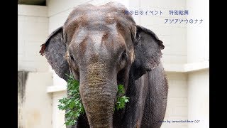 アジアゾウ　ナナに特別給餌　おびひろ動物園（海の日イベント2017）日付17日（訂正）