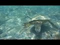 green sea turtle hawaii ハワイ島のアオウミガメ１ ｂｙハワイ島でハワイ気分